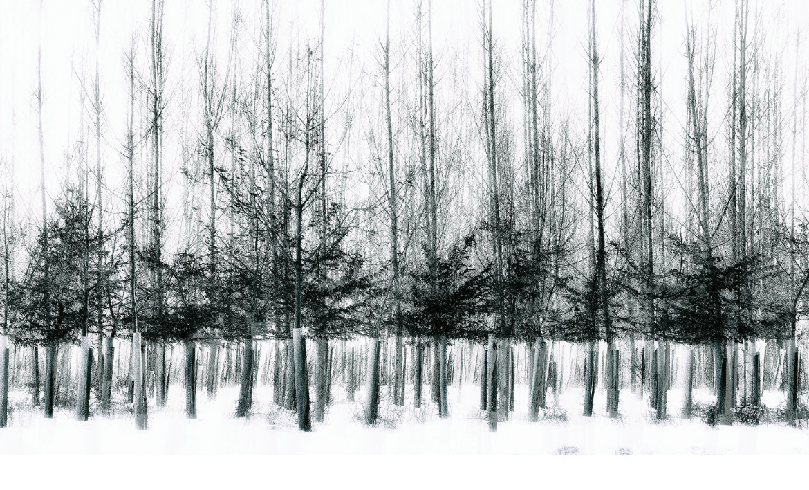 Young Trees In Winter Snow